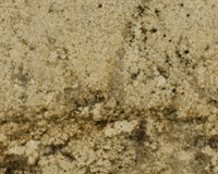 Siene Beige